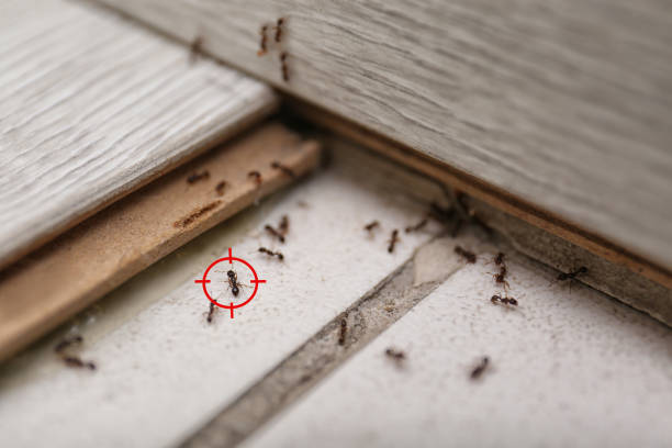 Best Pest Control Near Me  in Central High, OK