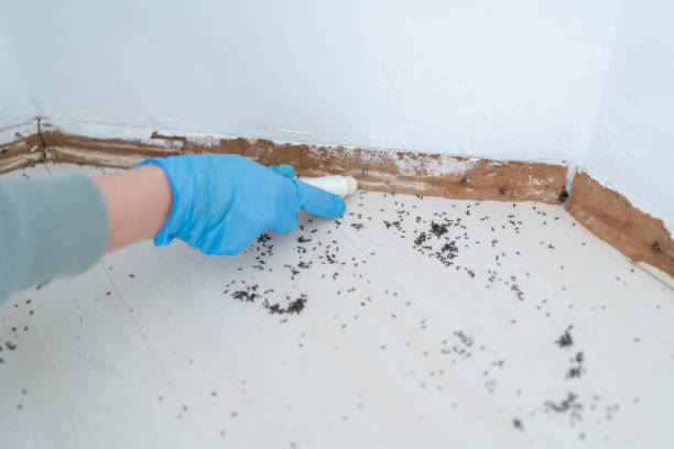 Best Termite Control Services  in Central High, OK